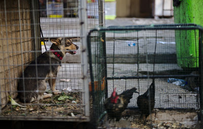 Dogs in cage