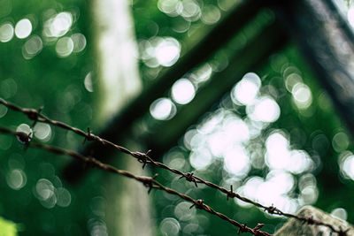 Close-up of illuminated lights on tree