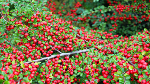 Decorative beautiful shrub, cotoneaster with green leaves and red berries in autumn.