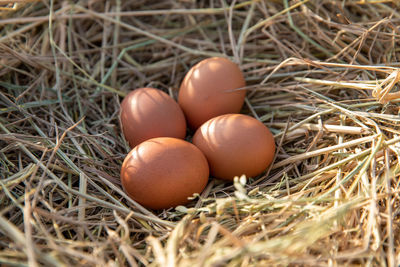 High angle view of eggs in nest