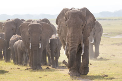 Elephant walking on a field