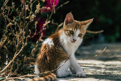 Cat looking away while sitting outdoors