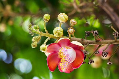 Close-up of flowering plant