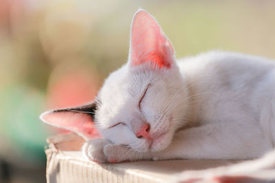 Close-up of cat sleeping