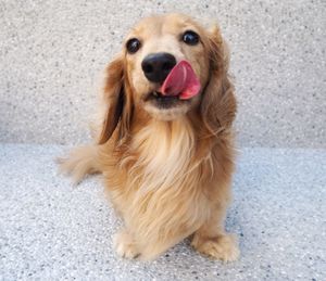 Portrait of dog sitting outdoors