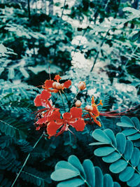 Close-up of orange flowering plant