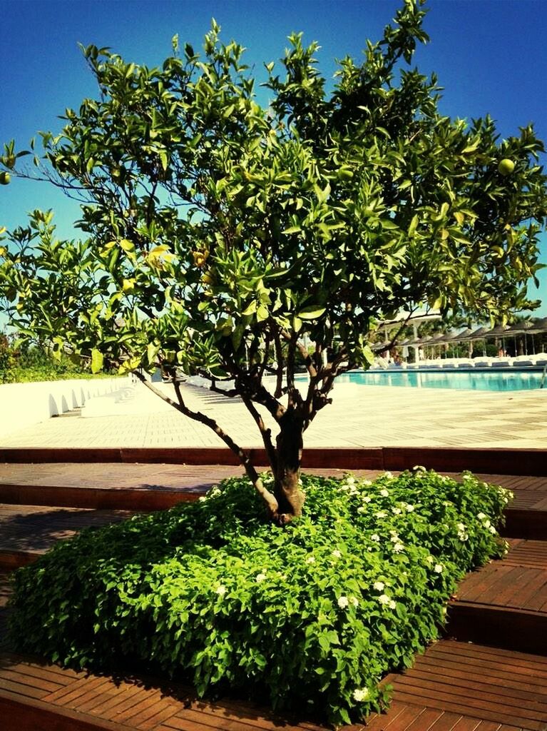 tree, growth, water, plant, green color, nature, blue, sunlight, sea, built structure, wood - material, sky, railing, day, tranquility, beauty in nature, potted plant, palm tree, clear sky, outdoors