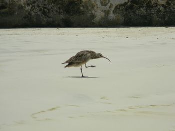 Bird on beach