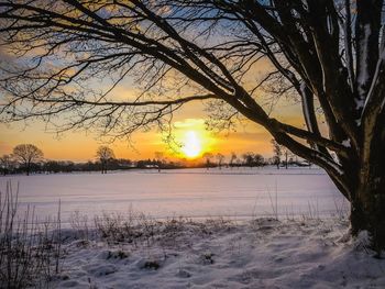 Bare trees on snow field against sky during sunset