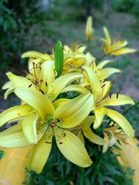 Close-up of yellow flowering plant