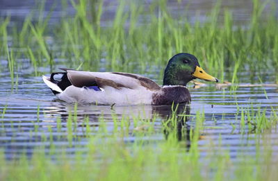 Male mallard duck in a pond