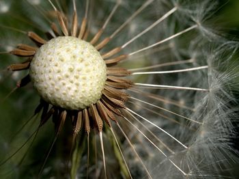 Close-up of dandelion on plant