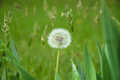 Close-up of dandelion in field