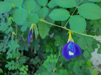 plant