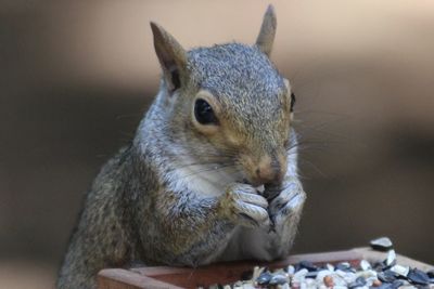 Close-up of squirrel eating outdoors