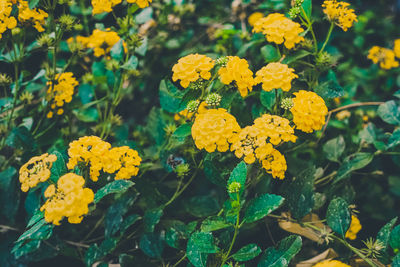 Close-up of yellow marigold blooming outdoors