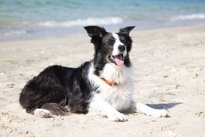 Border collie dog portrait on the beach