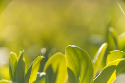 Close-up of yellow flower