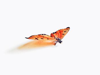 Close-up of butterfly on leaf