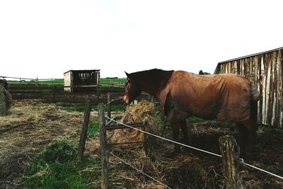 Horse on field