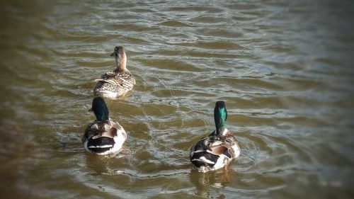 Ducks swimming in lake