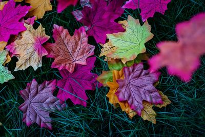 Close-up of maple leaves on field