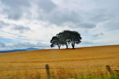 Trees on field against sky