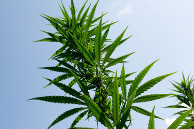 Close-up of fresh plant against sky