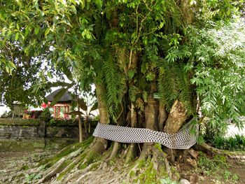 Lizard on tree