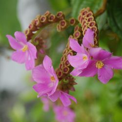 Close-up of pink flowers