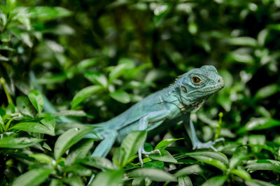 Close-up of a lizard on a land