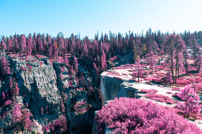 Pink flowering trees in forest against sky