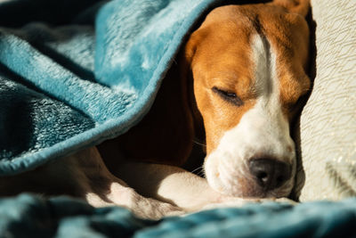 Close-up of dog sleeping