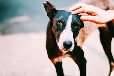 Portrait of person with dog