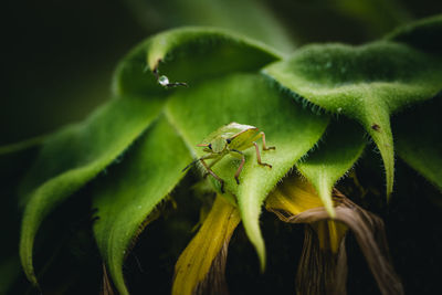 Insect on young sunflower stem to see small white hair and all the texture of sunflower.