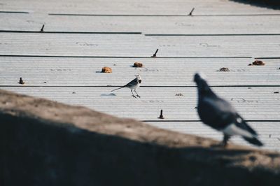 Birds perching on deck