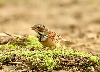 Close-up of bird perching on a field