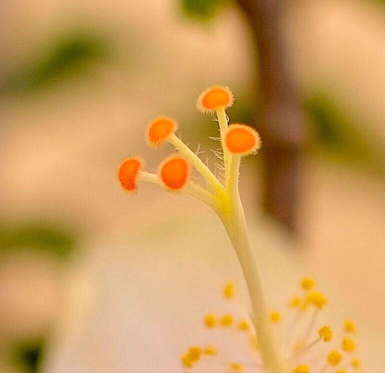 CLOSE-UP OF POPPY FLOWERS