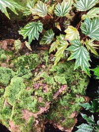 High angle view of succulent plant on field