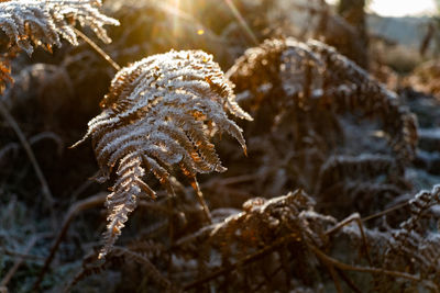 Close-up of frozen plant on land