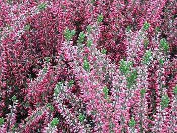 Full frame shot of pink flowering plants