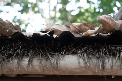 Close-up of dried plant on log in forest