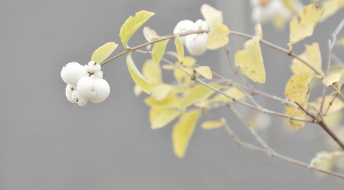 Close-up of white flowering plant