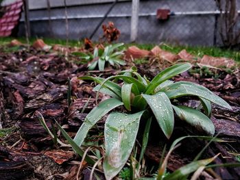 Close-up of plant