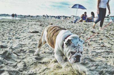 Dog standing on shore