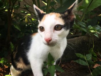 Close-up portrait of white cat by plants