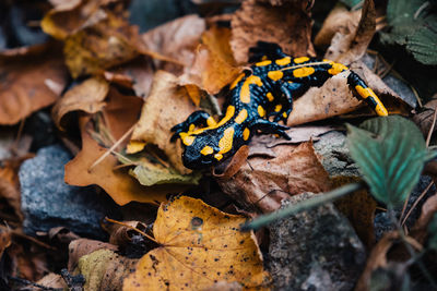 Directly above shot of lizard on dry leaves