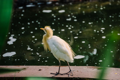 Bird perching on a lake