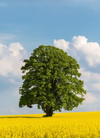 Scenic view of oilseed rape field against sky