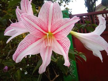 Close-up of pink day lily blooming outdoors